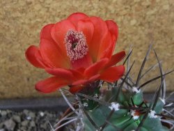 Echinocereus triglochidiatus pot 8,5 cm - 12404349