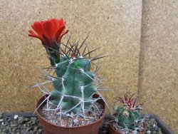 Echinocereus triglochidiatus pot 8,5 cm - 12404351