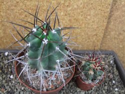 Echinocereus triglochidiatus pot 8,5 cm - 12404352