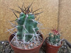 Echinocereus triglochidiatus pot 8,5 cm - 12404353