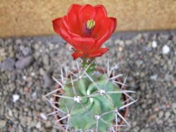 Echinocereus triglochidiatus HK 374 Rio Puerco, pot 6,5 cm - 12404355