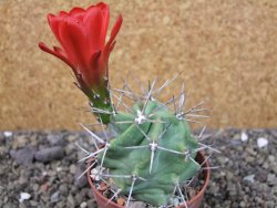 Echinocereus triglochidiatus HK 374 Rio Puerco, pot 6,5 cm - 12404356