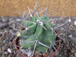 Echinocereus triglochidiatus HK 374 Rio Puerco, pot 6,5 cm - 12404357