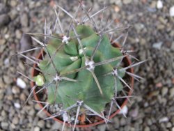 Echinocereus triglochidiatus HK 374 Rio Puerco, pot 6,5 cm - 12404358