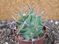 Echinocereus triglochidiatus HK 374 Rio Puerco, pot 6,5 cm - 12404359