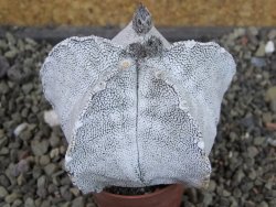 Astrophytum coahuilense snow (Super Coahuilense), pot 5,5 cm