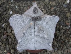 Astrophytum coahuilense snow (Super Coahuilense), pot 5,5 cm - 12404361