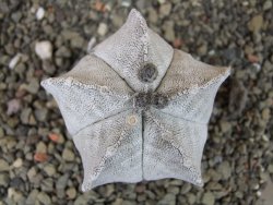 Astrophytum coahuilense snow (Super Coahuilense), pot 5,5 cm - 12404362