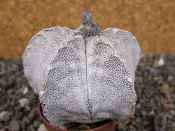 Astrophytum coahuilense snow (Super Coahuilense), pot 5,5 cm - 12404363