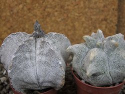 Astrophytum coahuilense snow (Super Coahuilense), pot 5,5 cm - 12404364