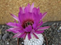 Echinocereus reichenbachii albispinus x bayleyi pot 6,5 cm - 12404366