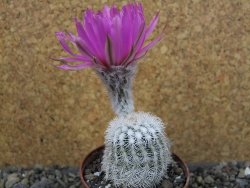 Echinocereus reichenbachii albispinus x bayleyi pot 6,5 cm - 12404367