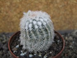 Echinocereus reichenbachii albispinus x bayleyi pot 6,5 cm - 12404368