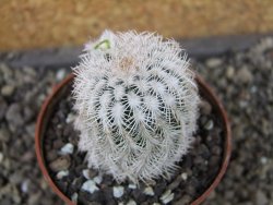 Echinocereus reichenbachii albispinus x bayleyi pot 6,5 cm - 12404369
