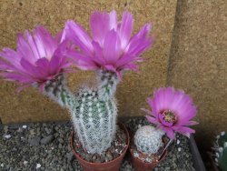 Echinocereus reichenbachii albispinus x bayleyi pot 8,5 cm - 12404375