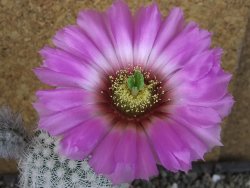 Echinocereus reichenbachii albispinus x bayleyi pot 8,5 cm - 12404378