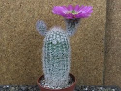 Echinocereus reichenbachii albispinus x bayleyi pot 8,5 cm - 12404379