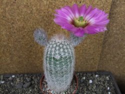 Echinocereus reichenbachii albispinus x bayleyi pot 8,5 cm - 12404380
