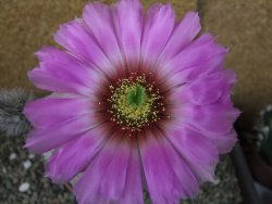 Echinocereus reichenbachii albispinus x bayleyi pot 8,5 cm - 12404381