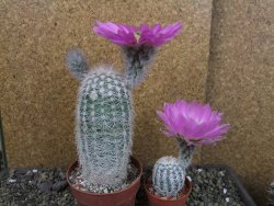 Echinocereus reichenbachii albispinus x bayleyi pot 8,5 cm - 12404382