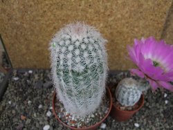Echinocereus reichenbachii albispinus x bayleyi pot 8,5 cm - 12404383