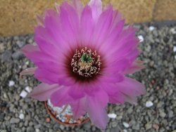 Echinocereus reichenbachii albispinus pot 5,5 cm - 12404385