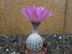 Echinocereus reichenbachii albispinus pot 5,5 cm - 12404386