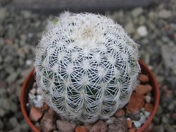 Echinocereus reichenbachii albispinus pot 5,5 cm - 12404387