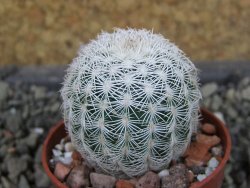 Echinocereus reichenbachii albispinus pot 5,5 cm - 12404389
