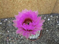 Echinocereus reichenbachii albispinus pot 5,5 cm - 12404391