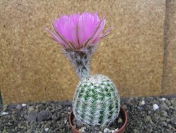 Echinocereus reichenbachii albispinus pot 5,5 cm - 12404392