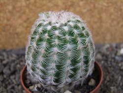 Echinocereus reichenbachii albispinus pot 5,5 cm - 12404393