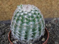 Echinocereus reichenbachii albispinus pot 5,5 cm - 12404394