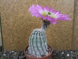 Echinocereus reichenbachii albispinus pot 8,5 cm - 12404397
