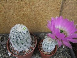 Echinocereus reichenbachii albispinus pot 8,5 cm - 12404400