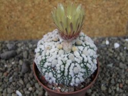 Astrophytum Hanazano Kabuto pot 6,5 cm - 12404405