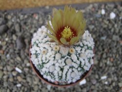Astrophytum Hanazano Kabuto pot 6,5 cm - 12404406