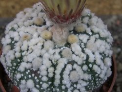 Astrophytum Hanazano Kabuto pot 6,5 cm