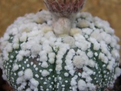 Astrophytum Hanazano Kabuto pot 6,5 cm - 12404409