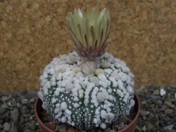 Astrophytum Hanazano Kabuto pot 6,5 cm - 12404410