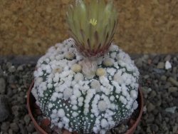 Astrophytum Hanazano Kabuto pot 6,5 cm - 12404411