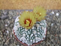 Astrophytum Hanazano Kabuto Star Shape, pot 6,5 cm