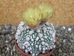 Astrophytum Hanazano Kabuto Star Shape, pot 6,5 cm - 12404413