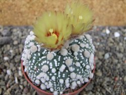 Astrophytum Hanazano Kabuto Star Shape, pot 6,5 cm - 12404414