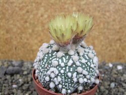 Astrophytum Hanazano Kabuto Star Shape, pot 6,5 cm - 12404415