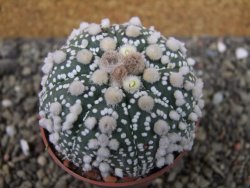 Astrophytum Hanazano Kabuto Star Shape, pot 6,5 cm - 12404416