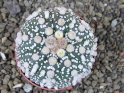 Astrophytum Hanazano Kabuto Star Shape, pot 6,5 cm - 12404417