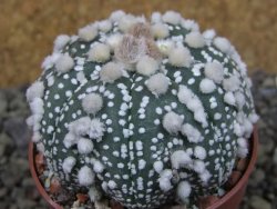 Astrophytum Hanazano Kabuto Star Shape, pot 6,5 cm - 12404418