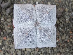 Astrophytum Onzuko quadricostatum pot 5,5 cm