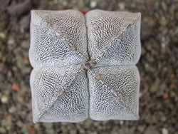 Astrophytum Onzuko quadricostatum pot 5,5 cm - 12404420